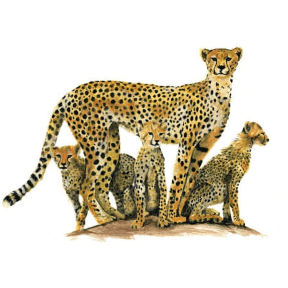 Wooden African Fridge Magnets (South African Wildlife and South African Flowers)