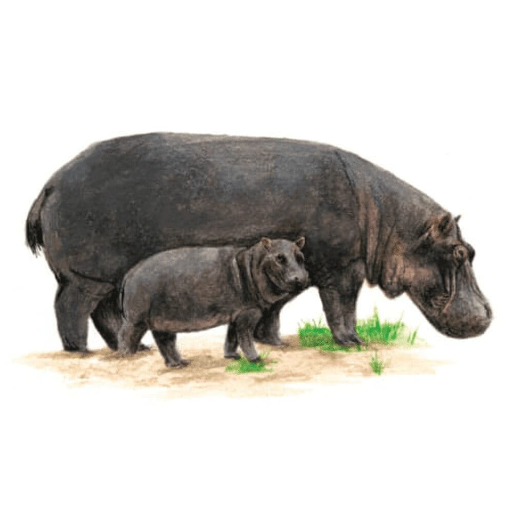 Wooden African Fridge Magnets (South African Wildlife and South African Flowers)