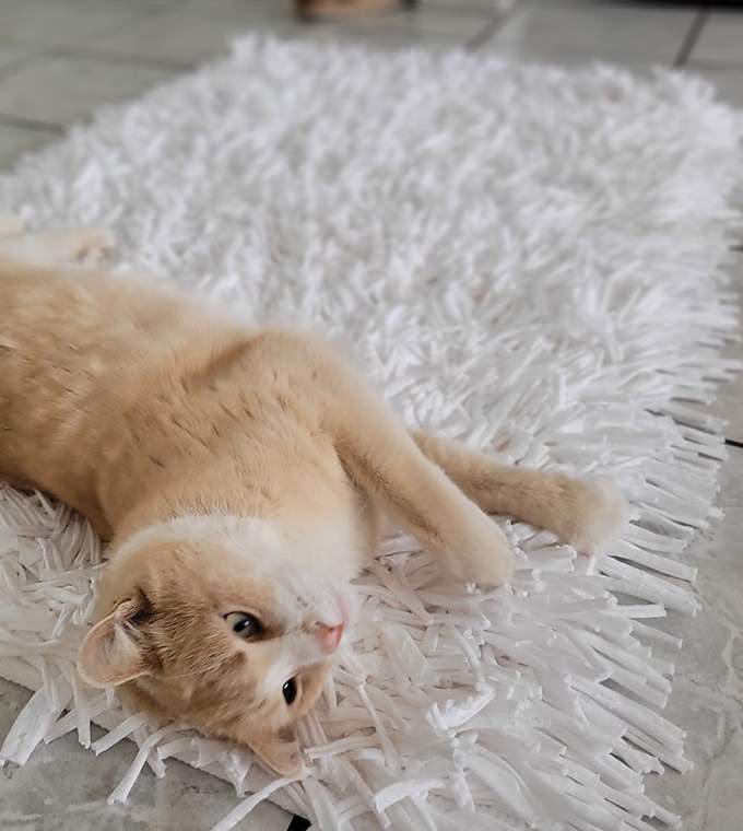 Bedroom Shaggy White Rug Local is Lekker ZA