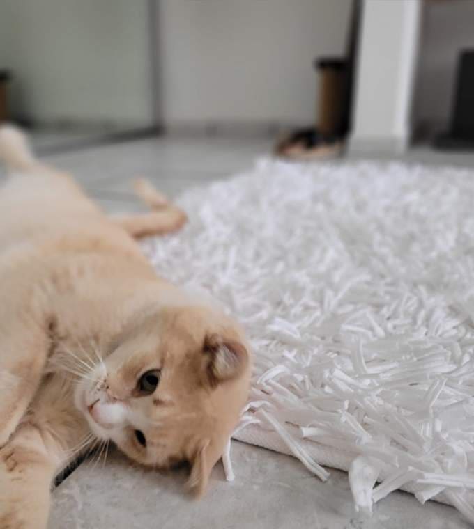 Bedroom Shaggy White Rug Local is Lekker ZA