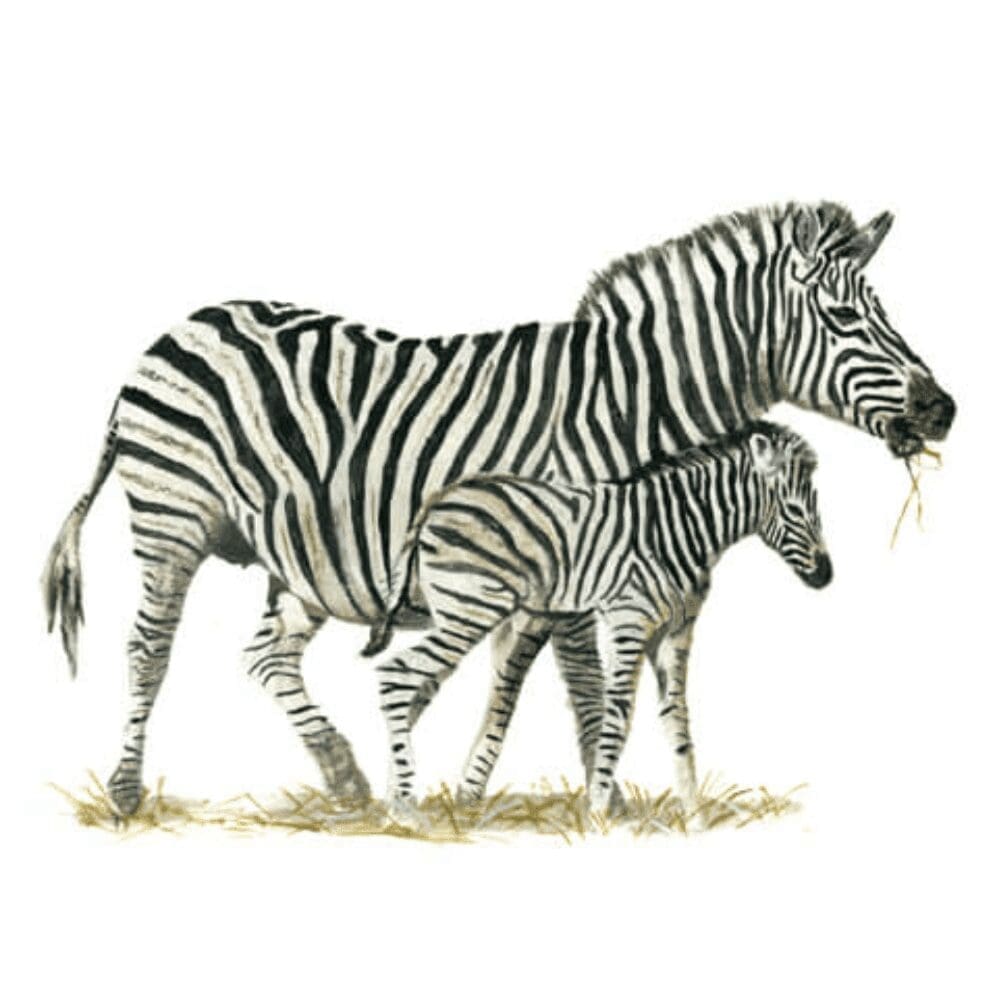 Wooden African Fridge Magnets (South African Wildlife and South African Flowers)