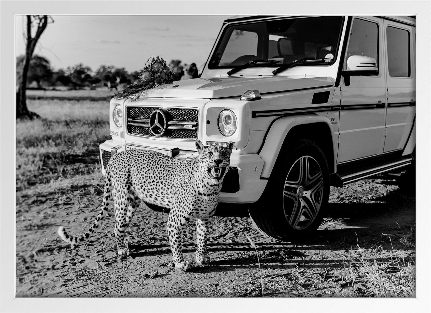 Black and white Leopard |  Legacy series